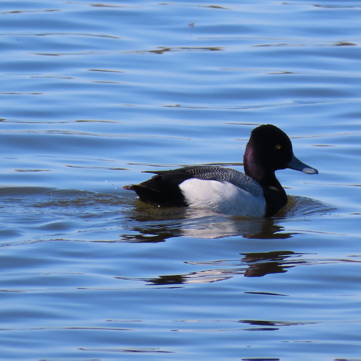 Lesser Scaup - ML617918774