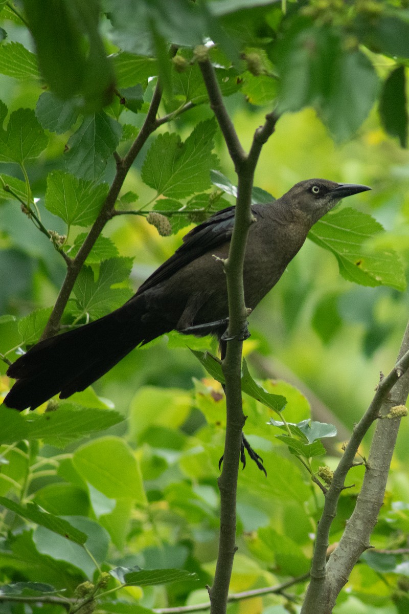 Great-tailed Grackle - ML617918823