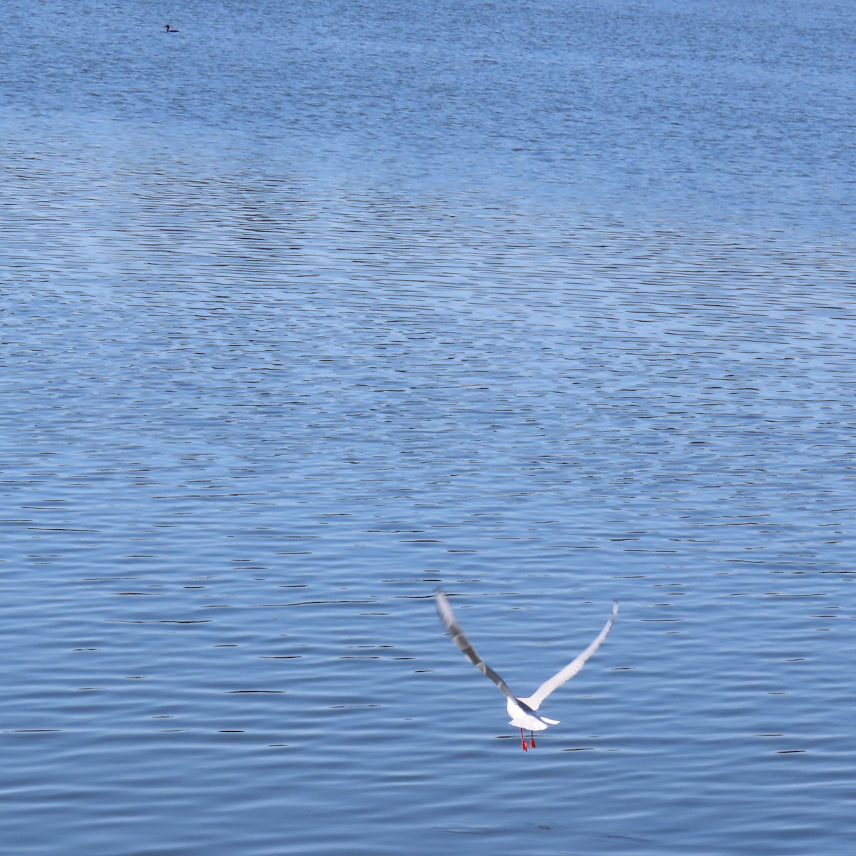 Bonaparte's Gull - ML617918841