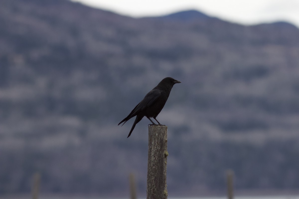 American Crow - François-Xavier Grandmont