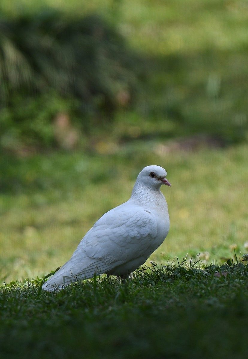 Rock Pigeon (Feral Pigeon) - norman wu