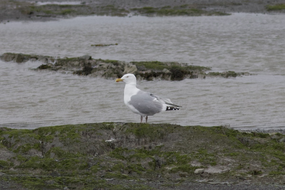 Herring Gull - François-Xavier Grandmont