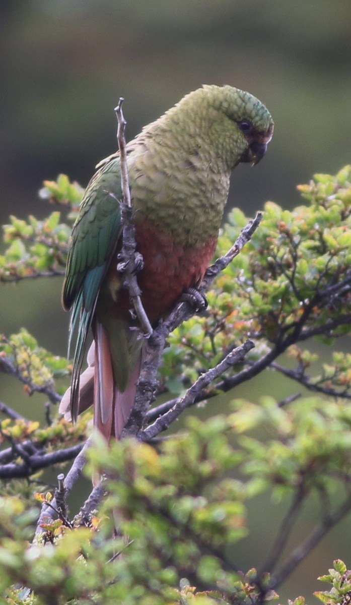 Austral Parakeet - Derek Stokes