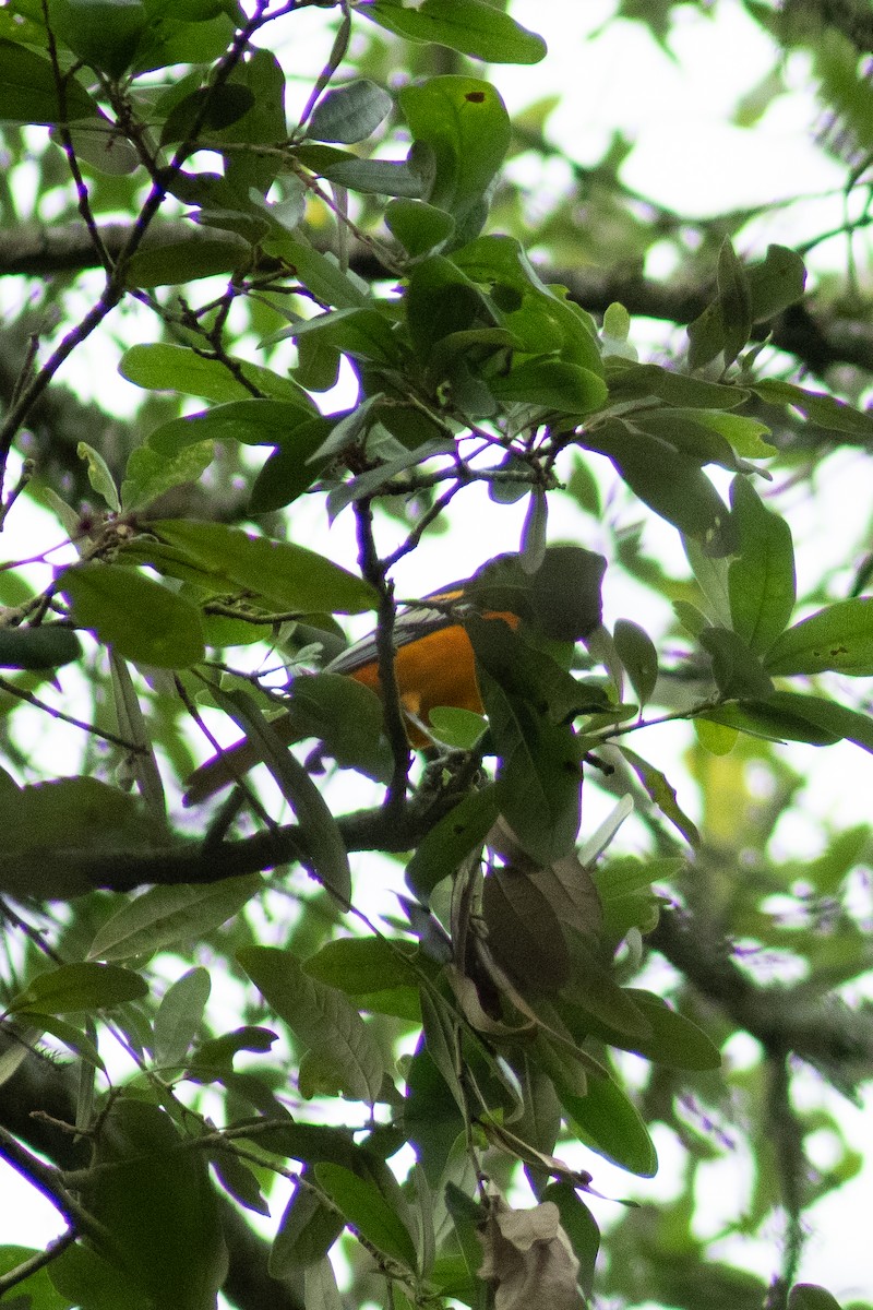 Baltimore Oriole - ML617918950