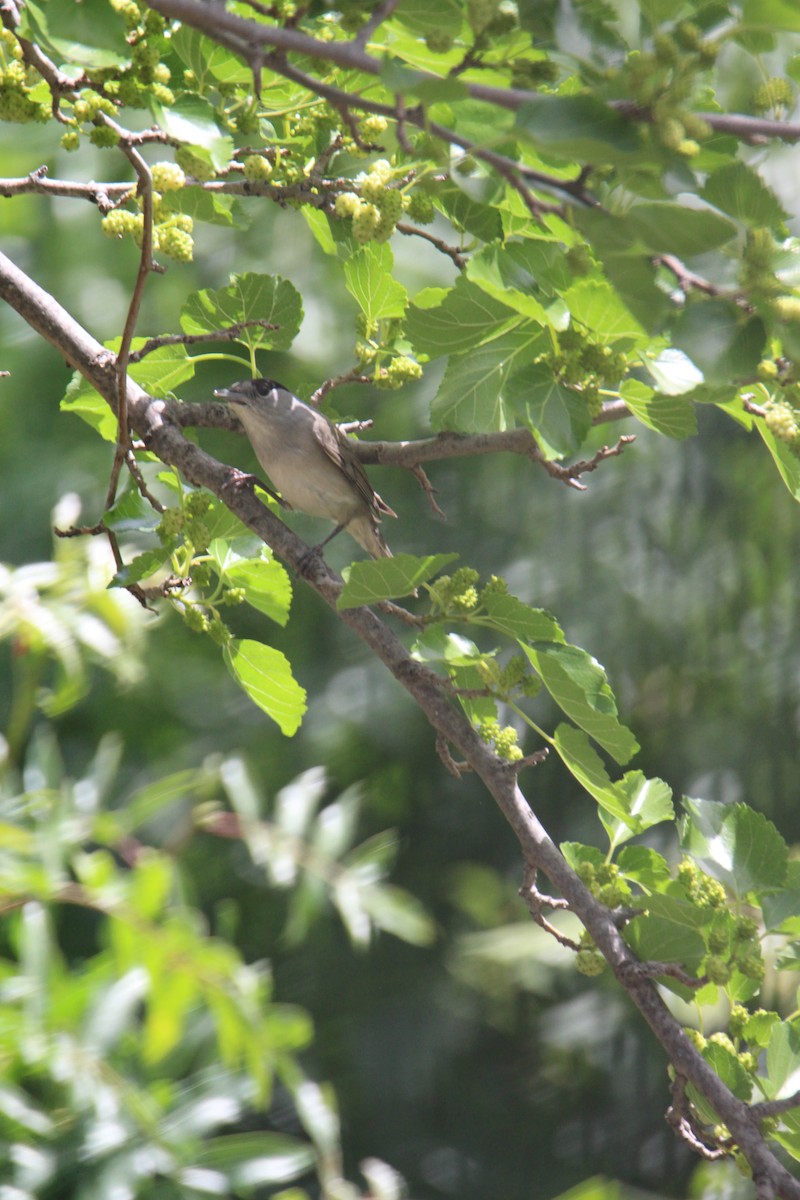 Eurasian Blackcap - ML617918962