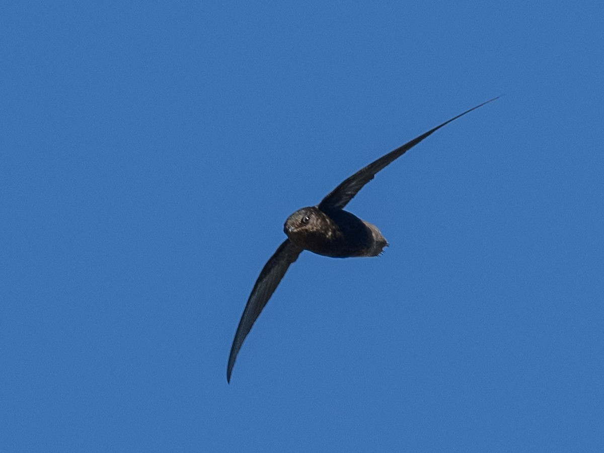 Lesser Antillean Swift - Ken Nickerson