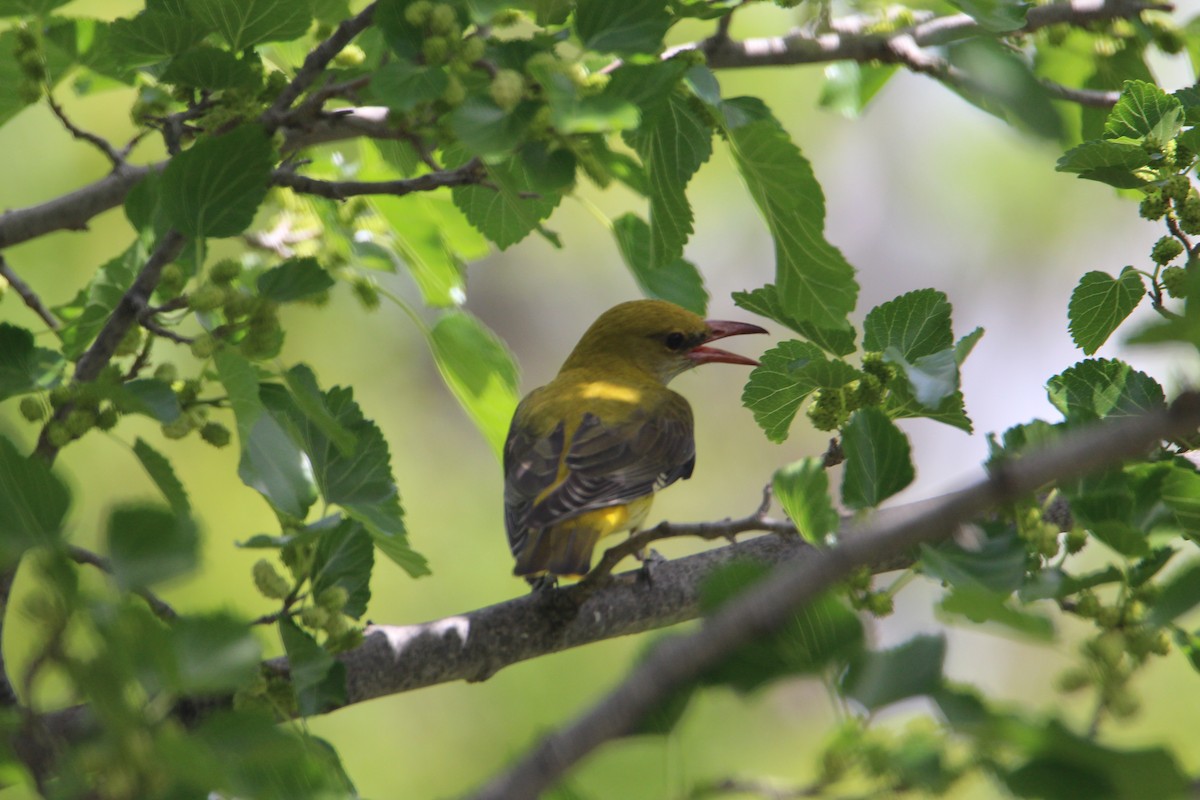 Eurasian Golden Oriole - ML617919002