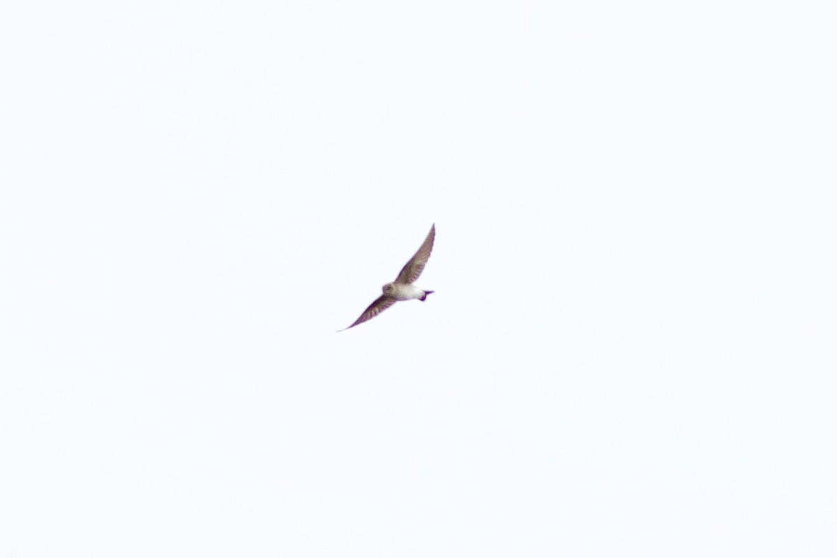 Northern Rough-winged Swallow - François-Xavier Grandmont