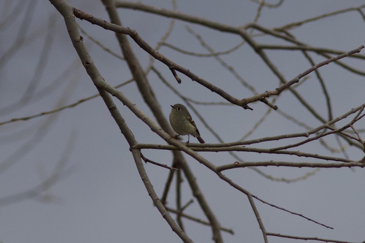 Ruby-crowned Kinglet - François-Xavier Grandmont