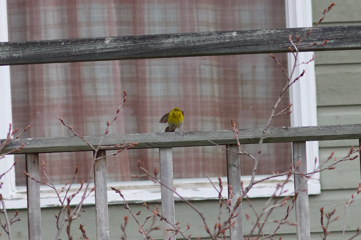 Pine Warbler - François-Xavier Grandmont