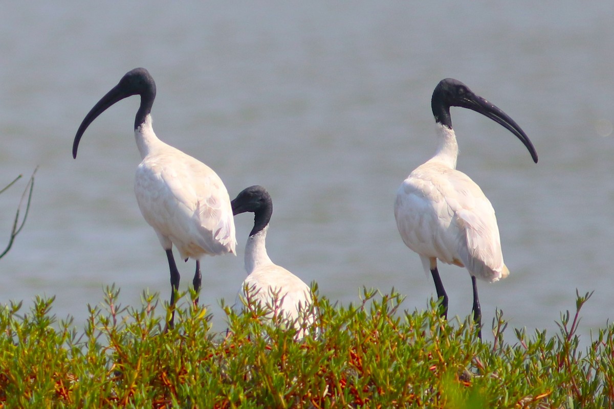 Black-headed Ibis - Benjamin Pap