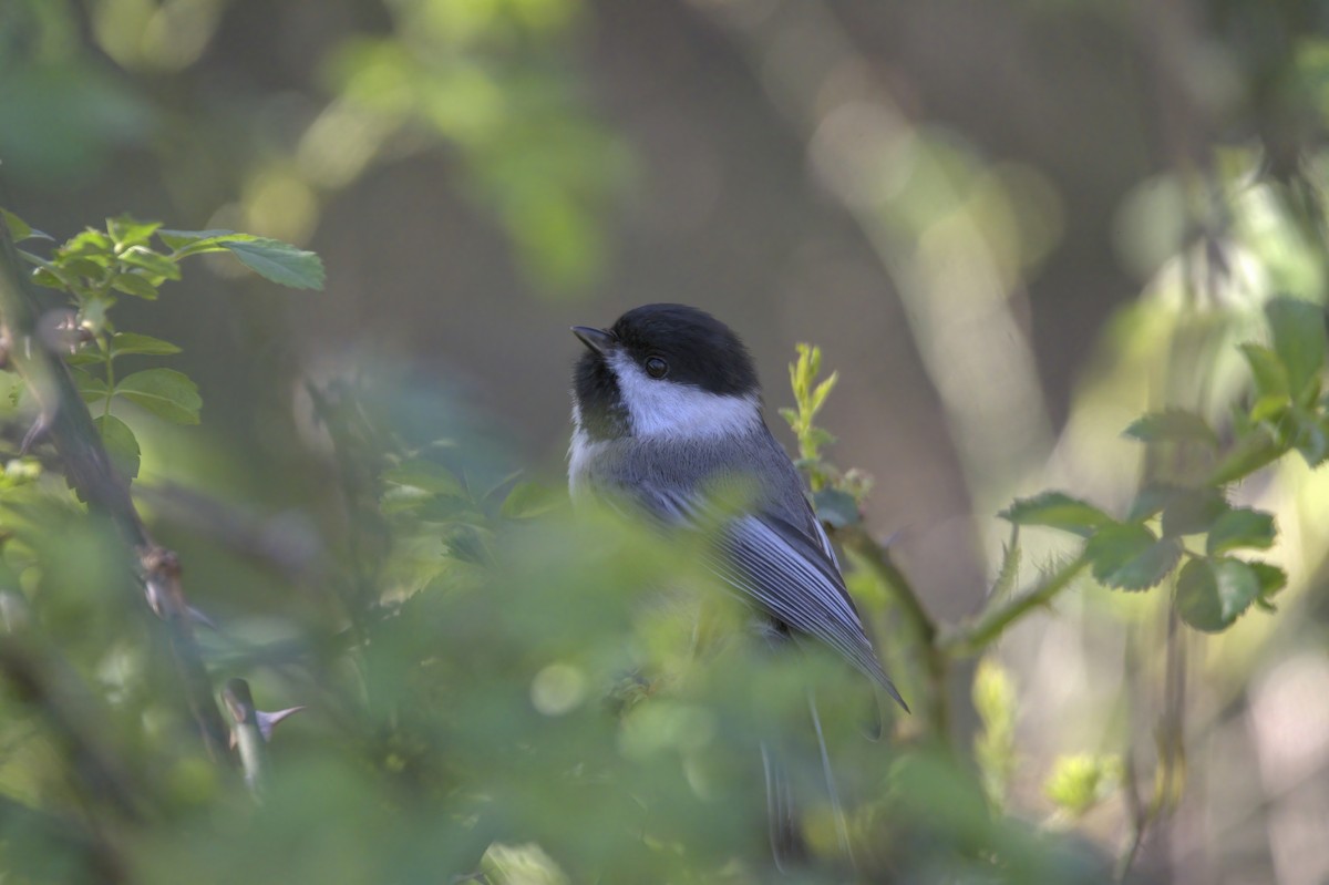 Black-capped Chickadee - ML617919029