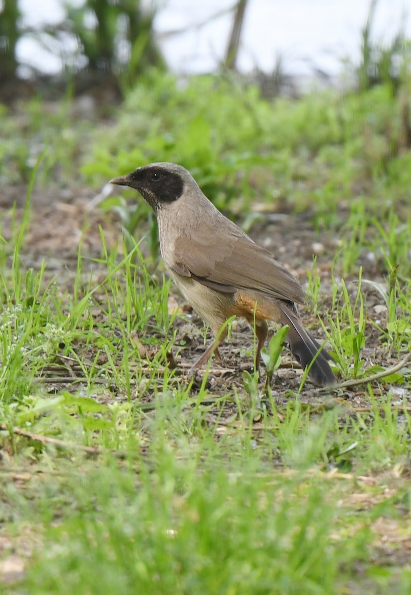 Masked Laughingthrush - ML617919066