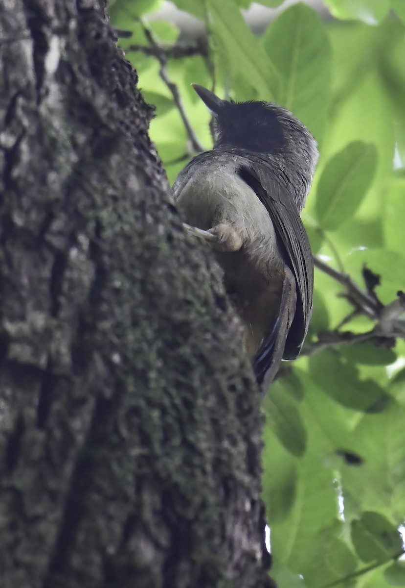 Masked Laughingthrush - ML617919069