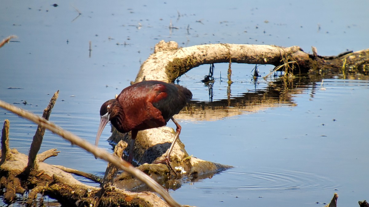 Glossy Ibis - Chad Unruh