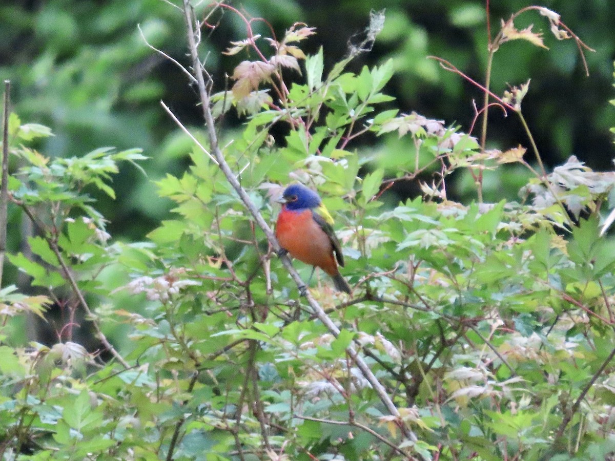 Painted Bunting - ML617919107