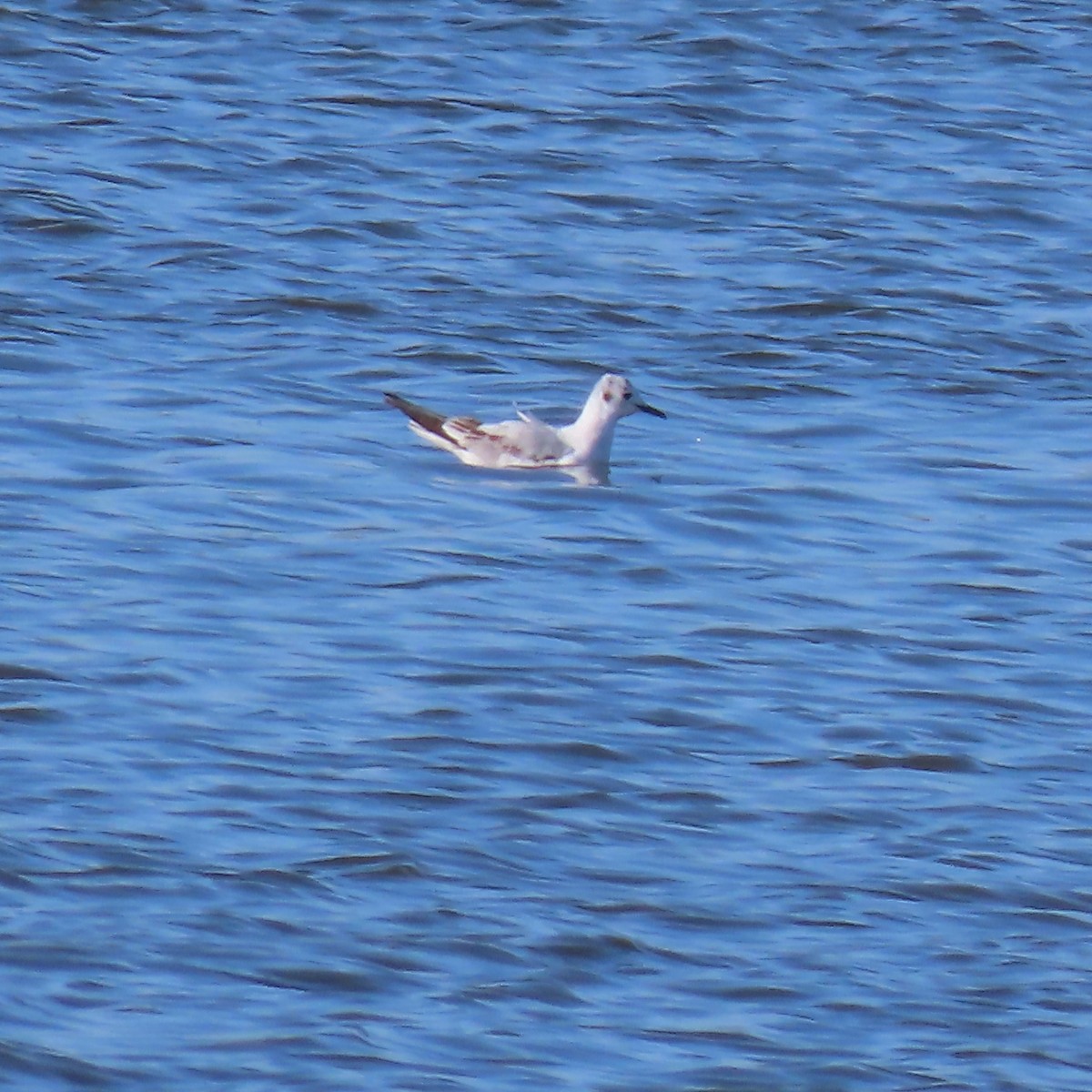 Bonaparte's Gull - ML617919114