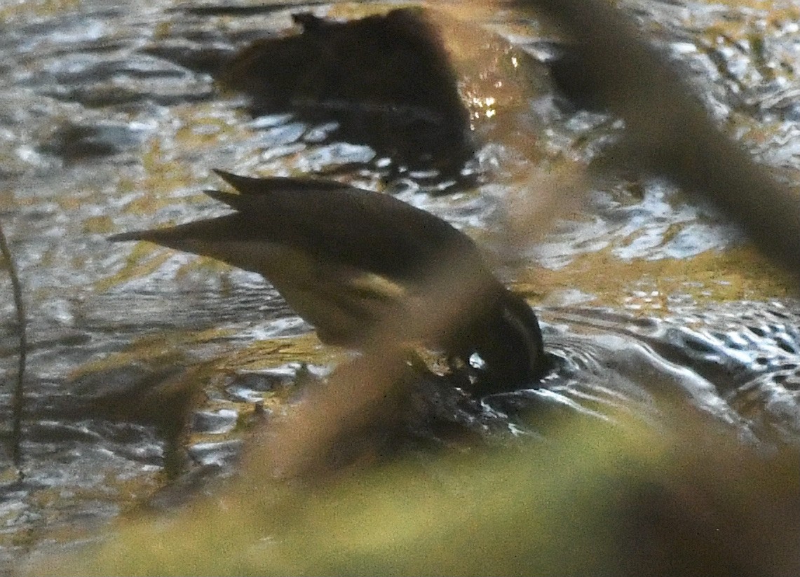 Louisiana Waterthrush - ML617919123