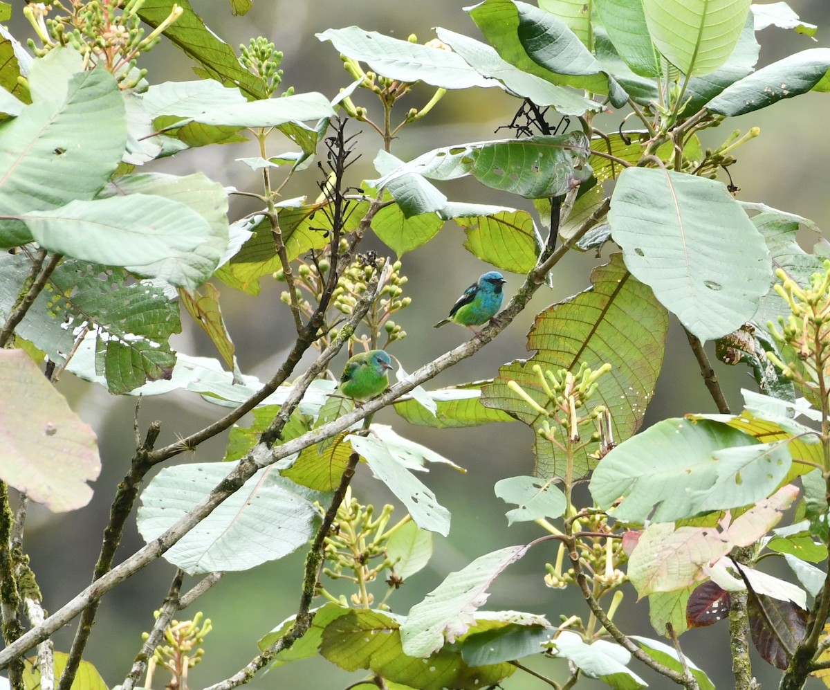 Blue Dacnis - ML617919166