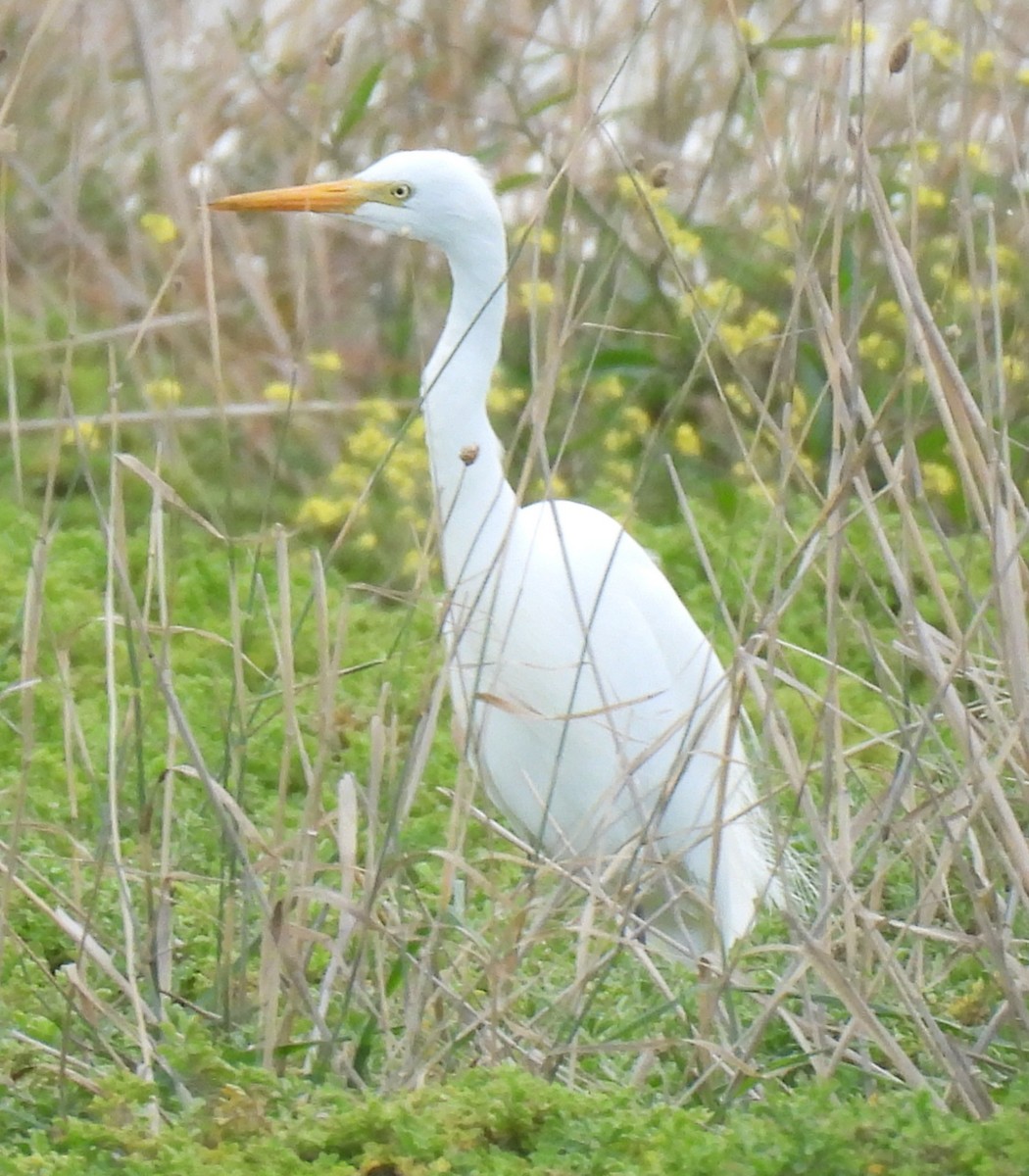 Plumed Egret - ML617919195