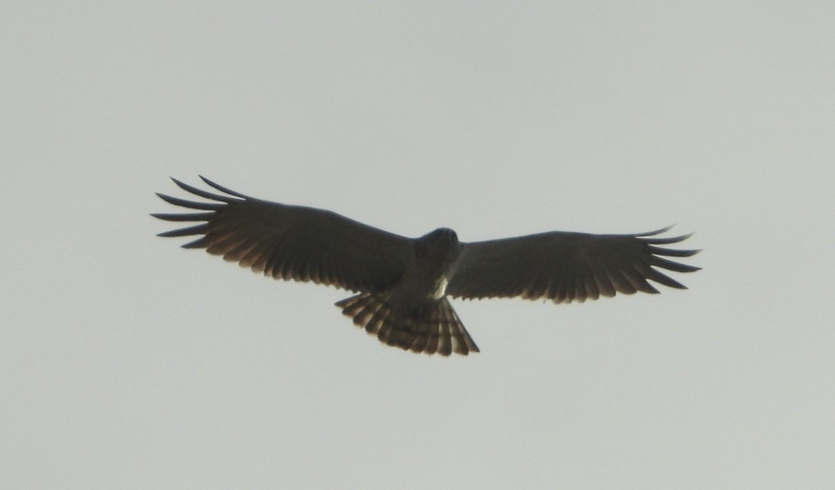 Short-toed Snake-Eagle - ML617919196