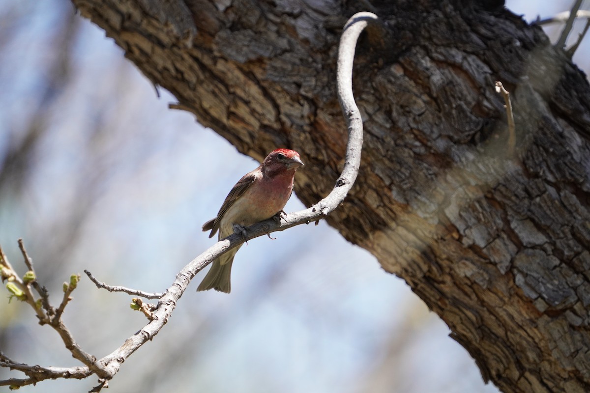 Cassin's Finch - ML617919197