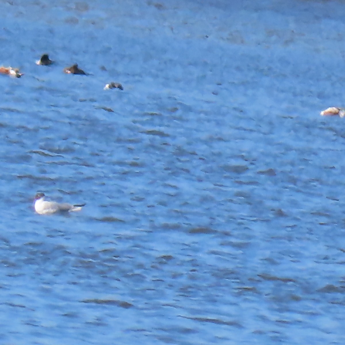 Franklin's Gull - ML617919200