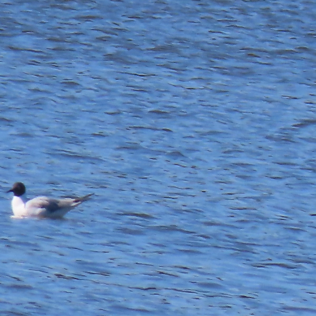 Bonaparte's Gull - ML617919205