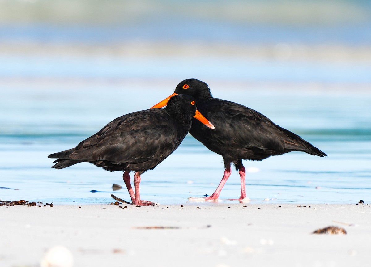 Sooty Oystercatcher - ML617919217