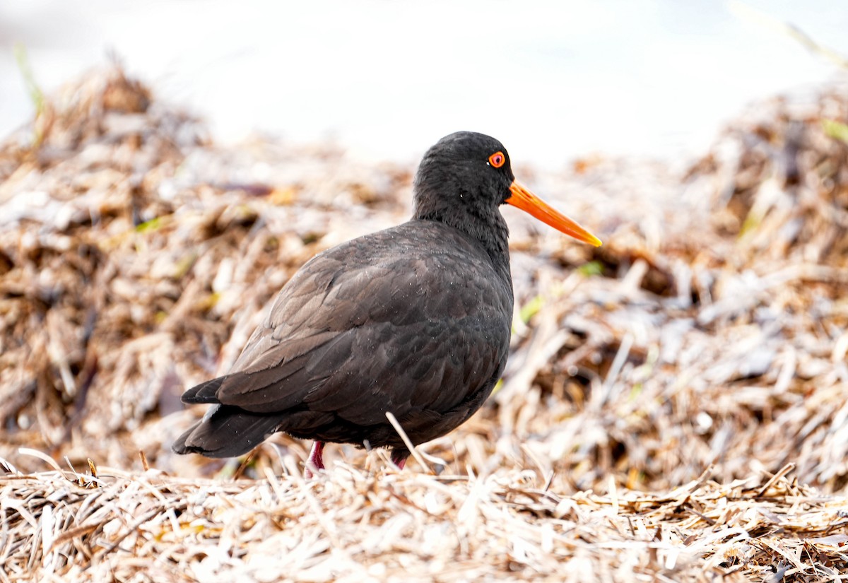 Sooty Oystercatcher - ML617919218