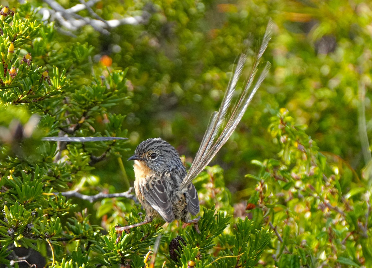 Southern Emuwren - ML617919222