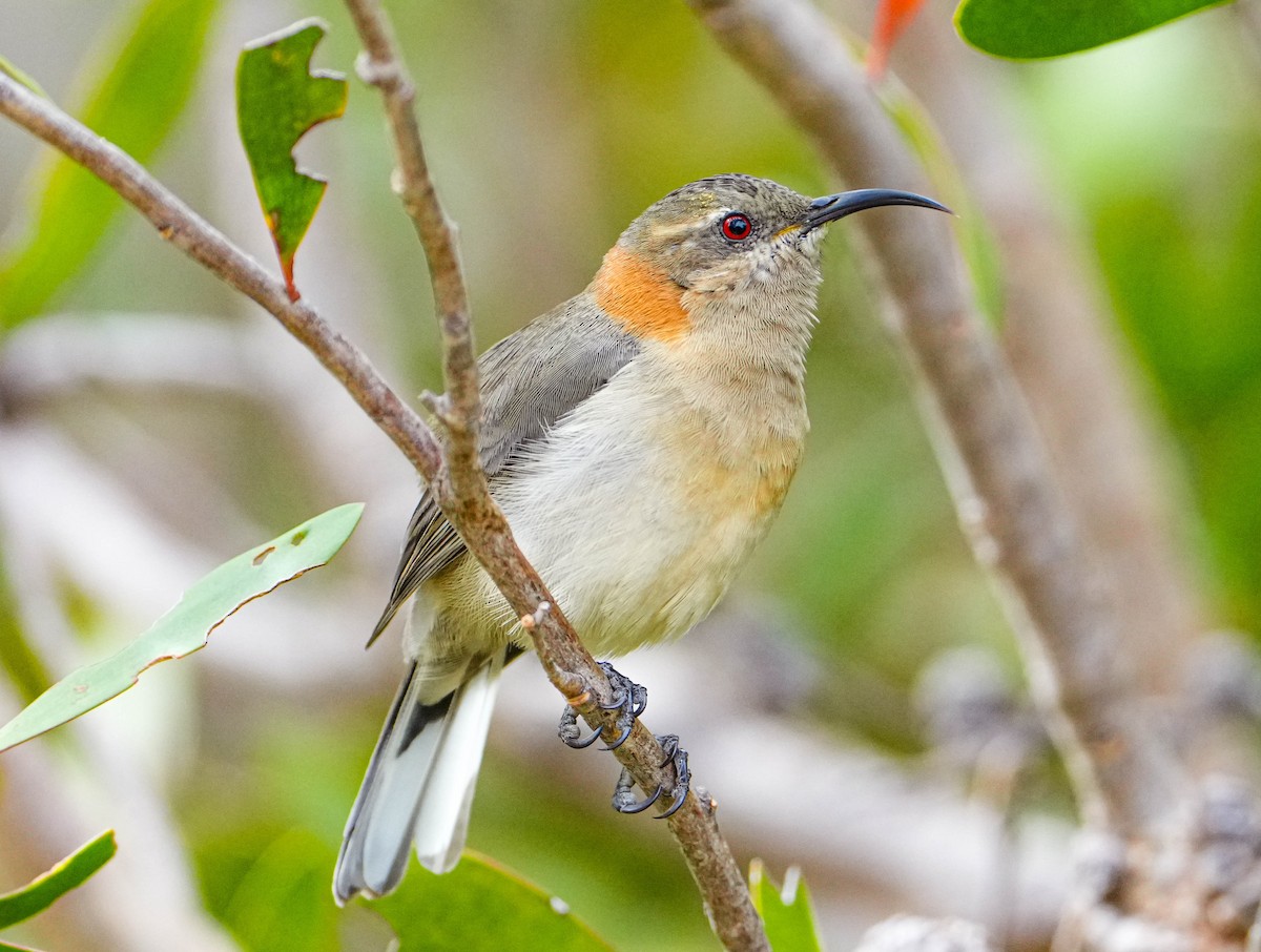 Western Spinebill - ML617919223