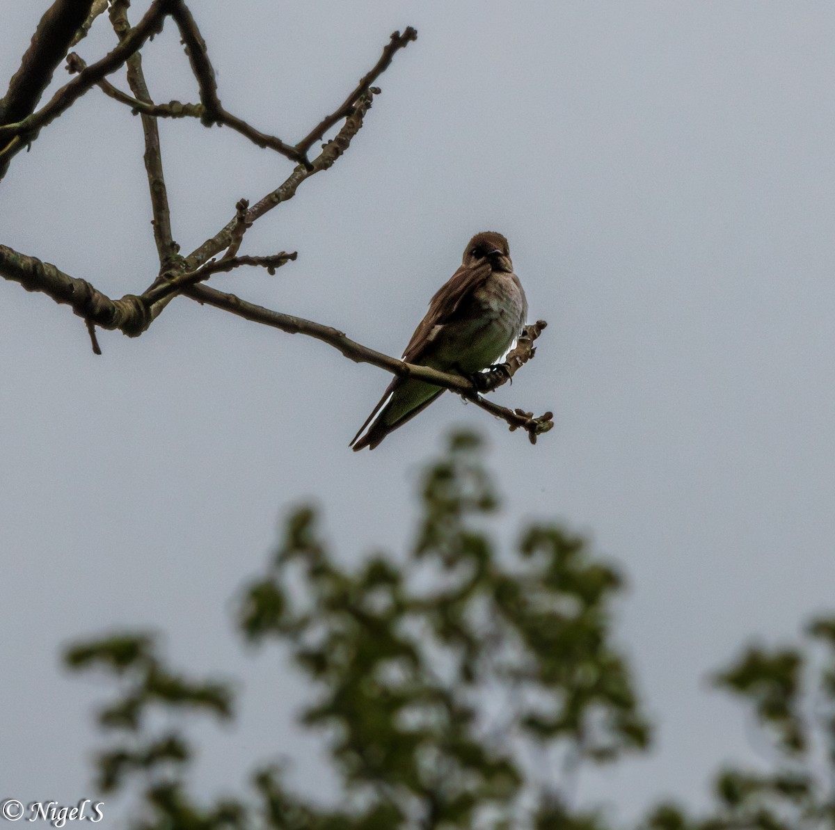 Northern Rough-winged Swallow - ML617919224