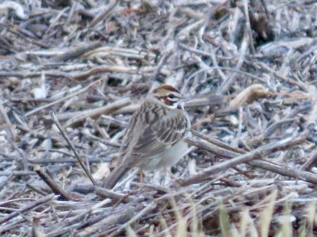 Lark Sparrow - Alan  Troyer