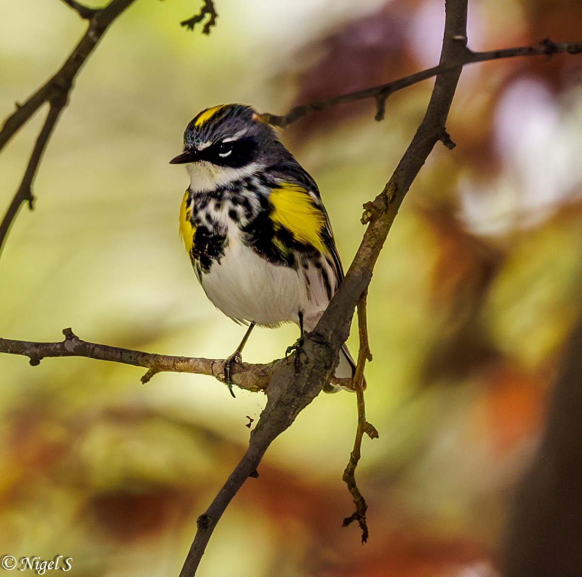 lesňáček žlutoskvrnný (ssp. coronata) - ML617919241