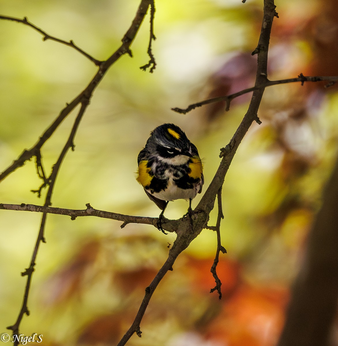 Yellow-rumped Warbler (Myrtle) - ML617919242