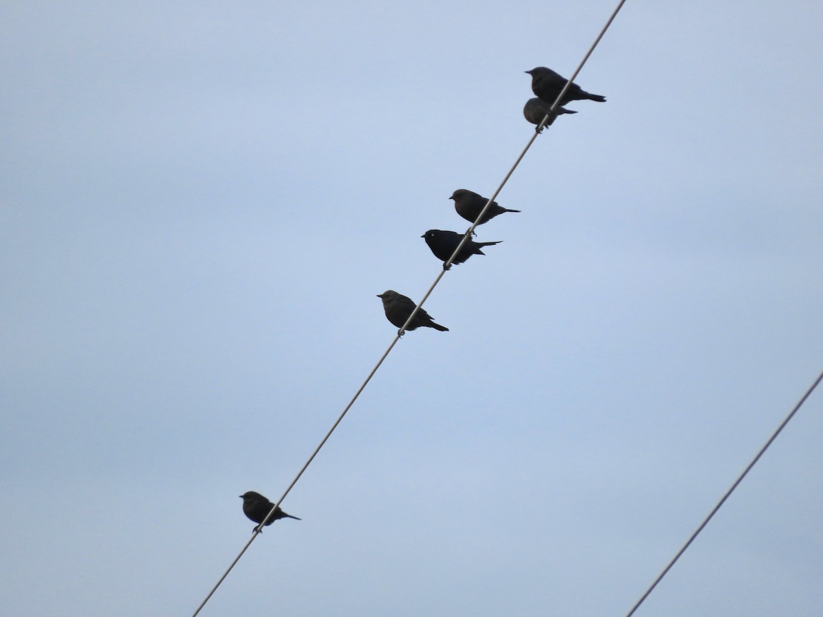 Brewer's Blackbird - Alan  Troyer