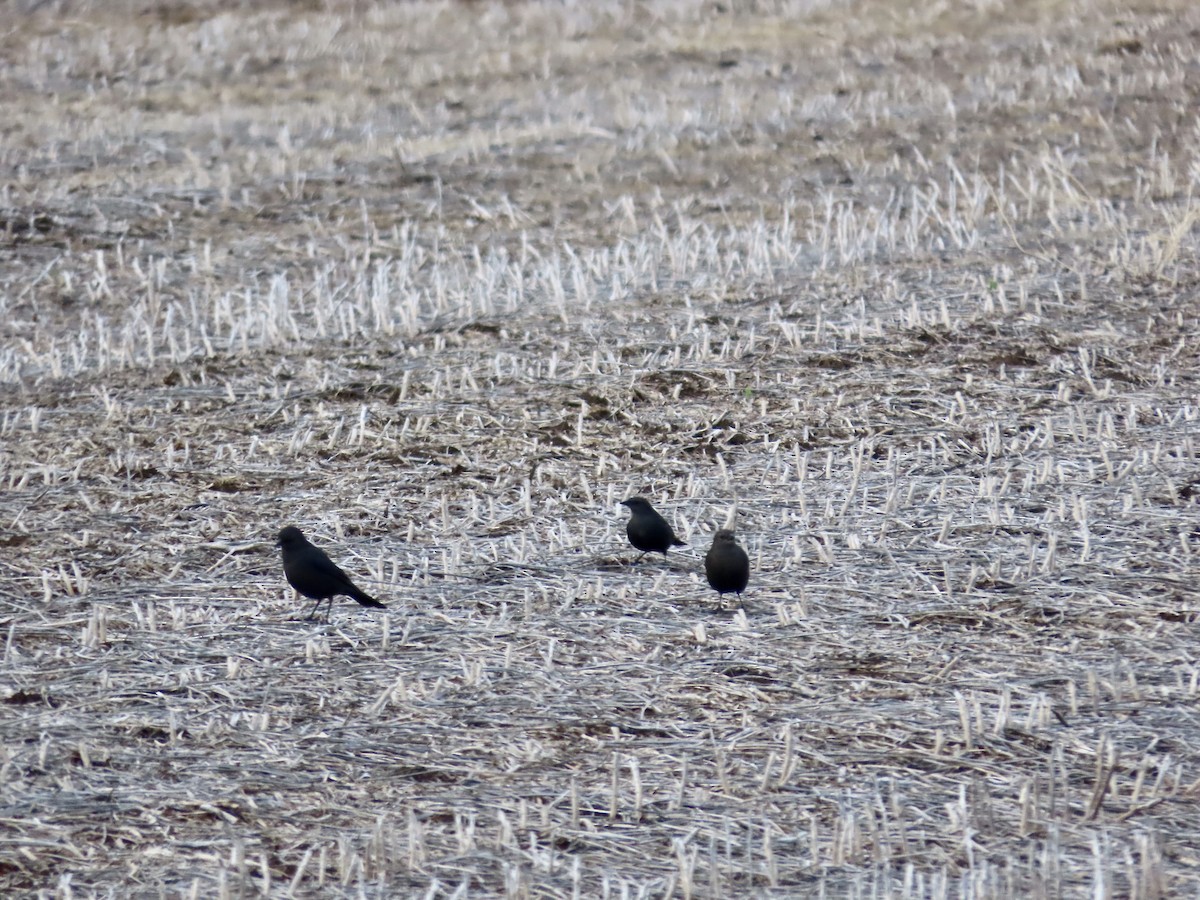 Brewer's Blackbird - Alan  Troyer