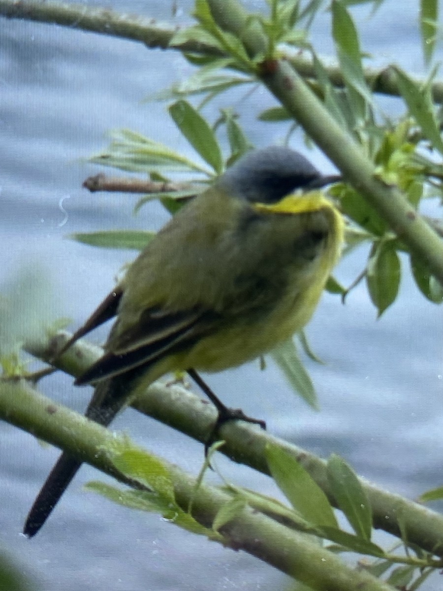 Western Yellow Wagtail (thunbergi) - ML617919292