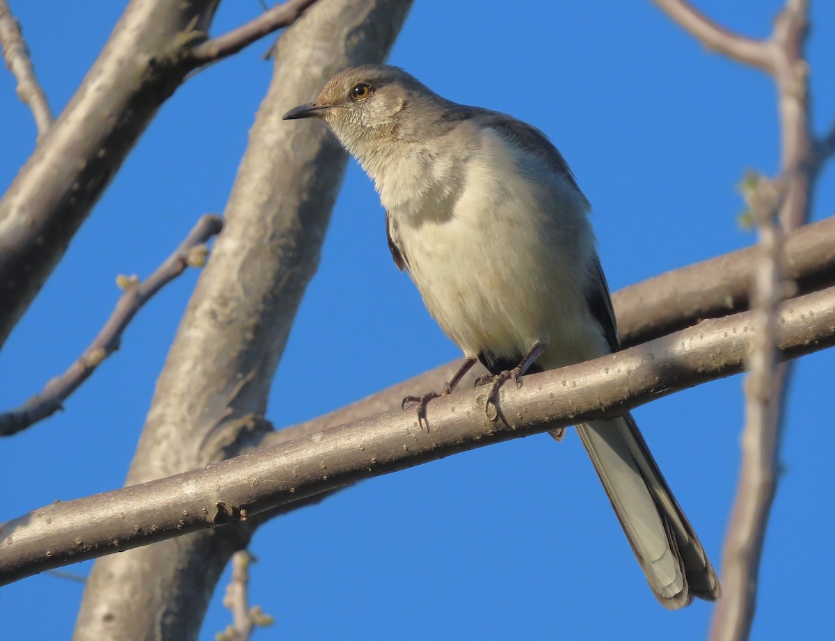 Northern Mockingbird - ML617919307