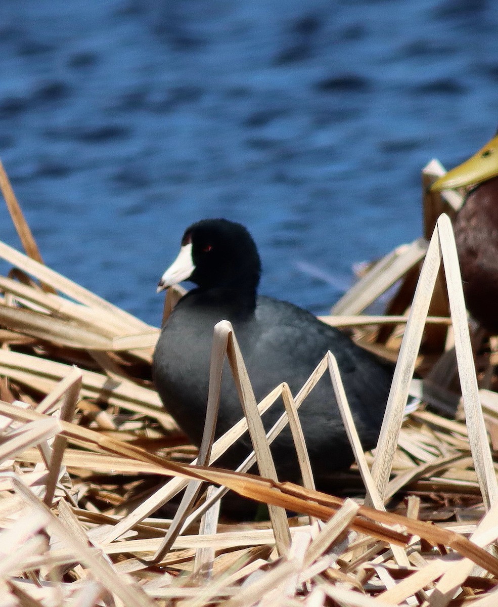 American Coot - ML617919330