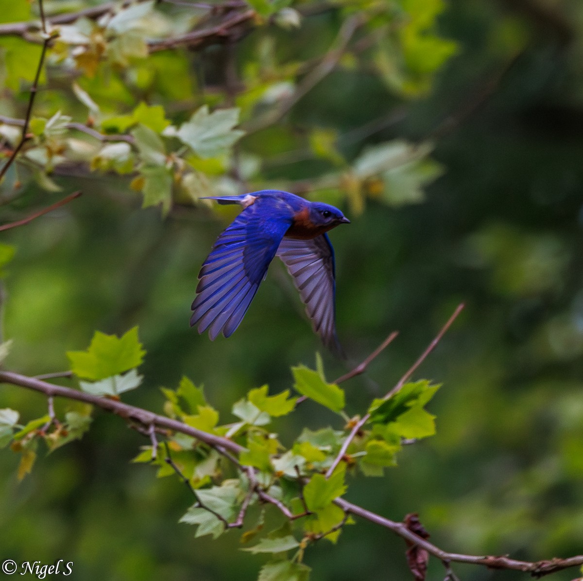 Eastern Bluebird (Eastern) - ML617919353