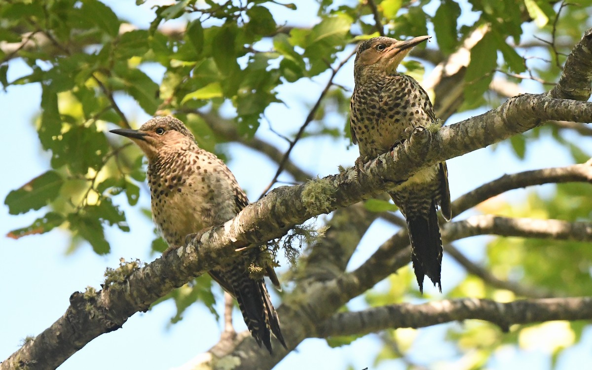 Chilean Flicker - Christoph Moning