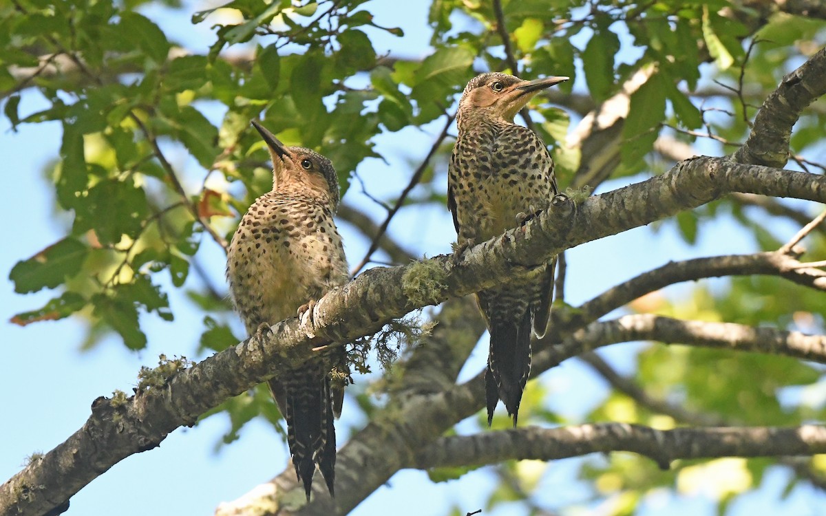 Chilean Flicker - Christoph Moning