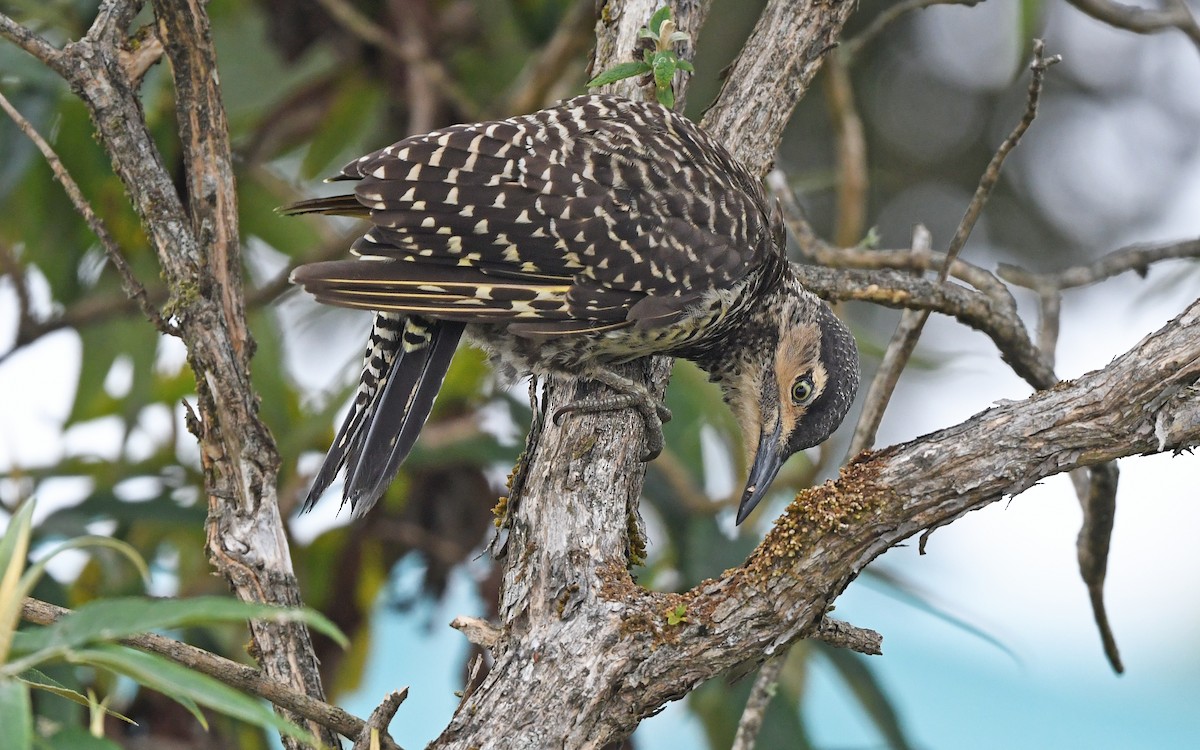 Chilean Flicker - ML617919482