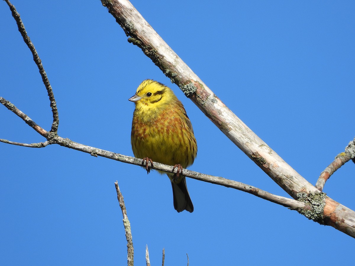 Yellowhammer - ML617919494