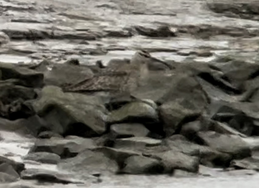 Courlis corlieu (phaeopus) - ML617919498