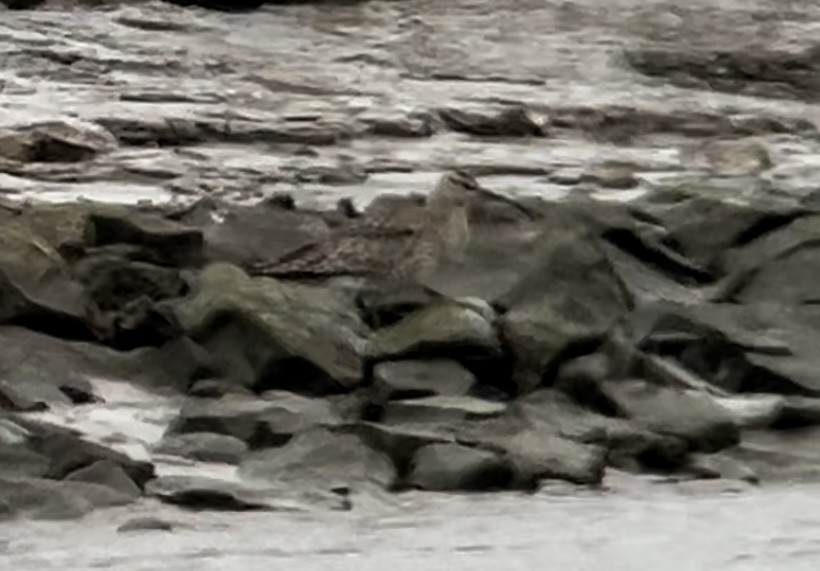 Courlis corlieu (phaeopus) - ML617919499