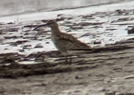 Whimbrel (European) - ML617919500