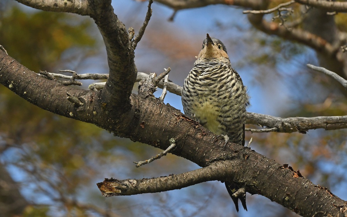 Chilean Flicker - ML617919518